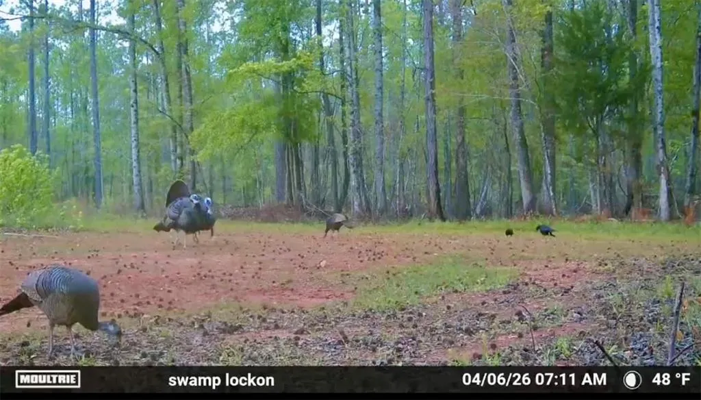 Additional image 8 of Lee Rd 278, Salem, AL 36874