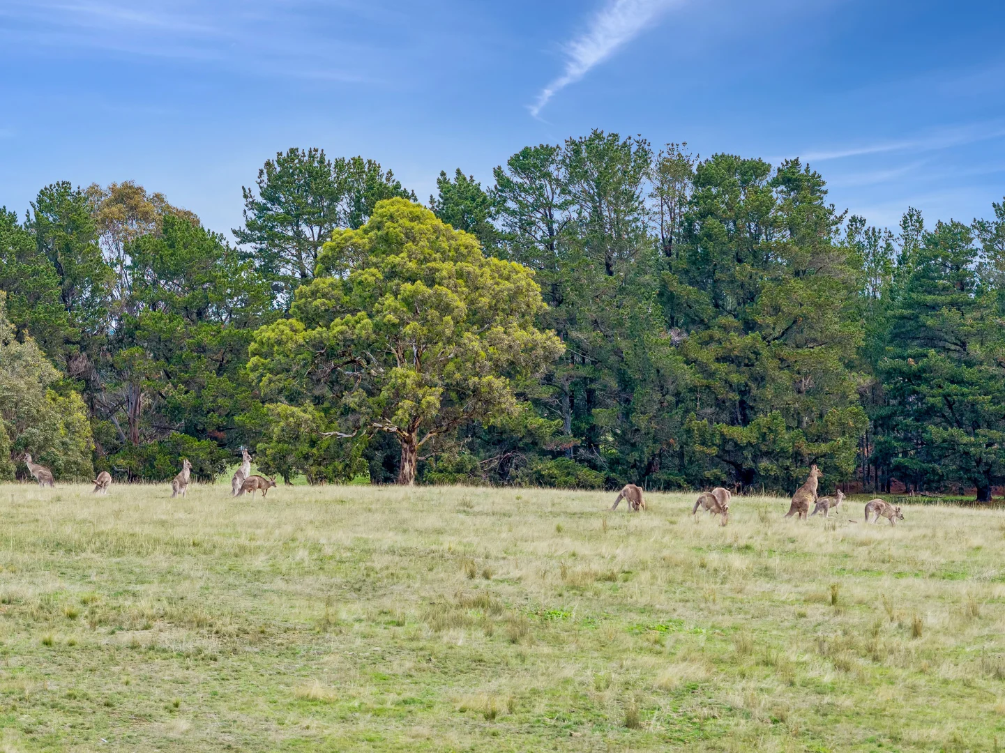 Additional image 5 of 85 Wyoming, Bywong NSW 2621