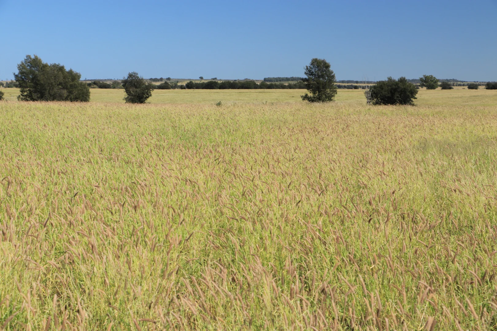 Additional image 7 of 236 Tiger Scrub Road, Roma QLD 4455