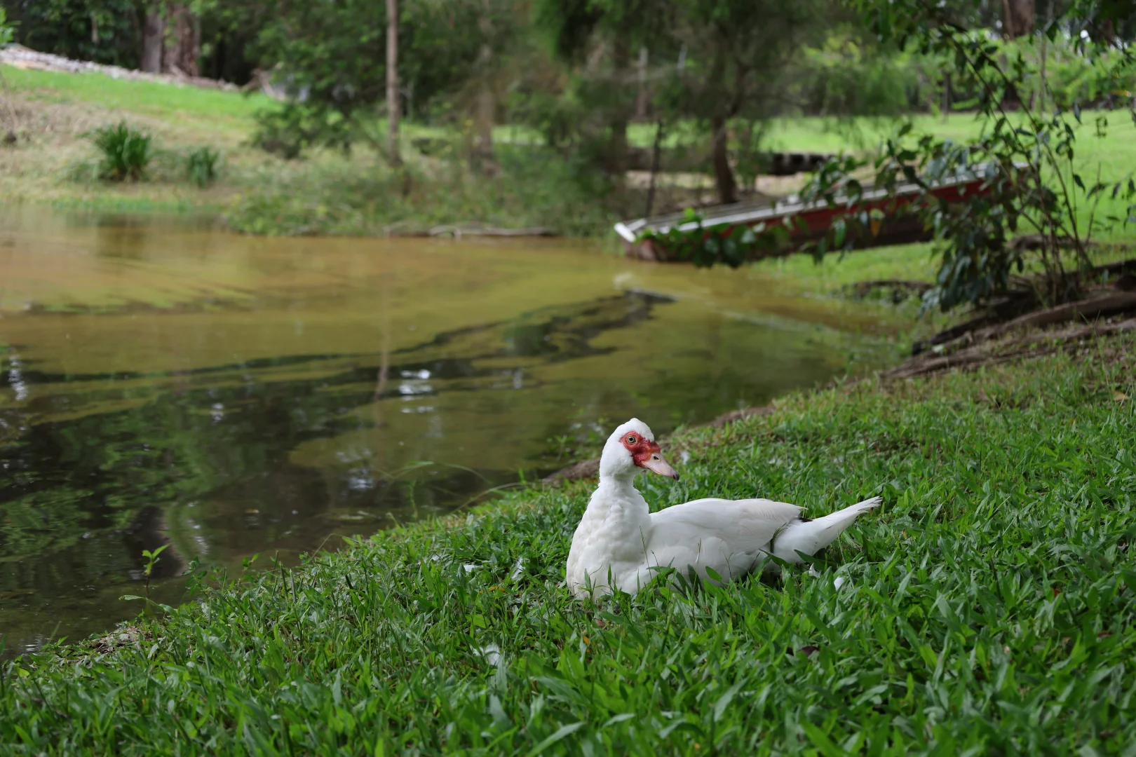 Additional image 16 of 15-31 Neeraway Road, Eerwah Vale QLD 4562