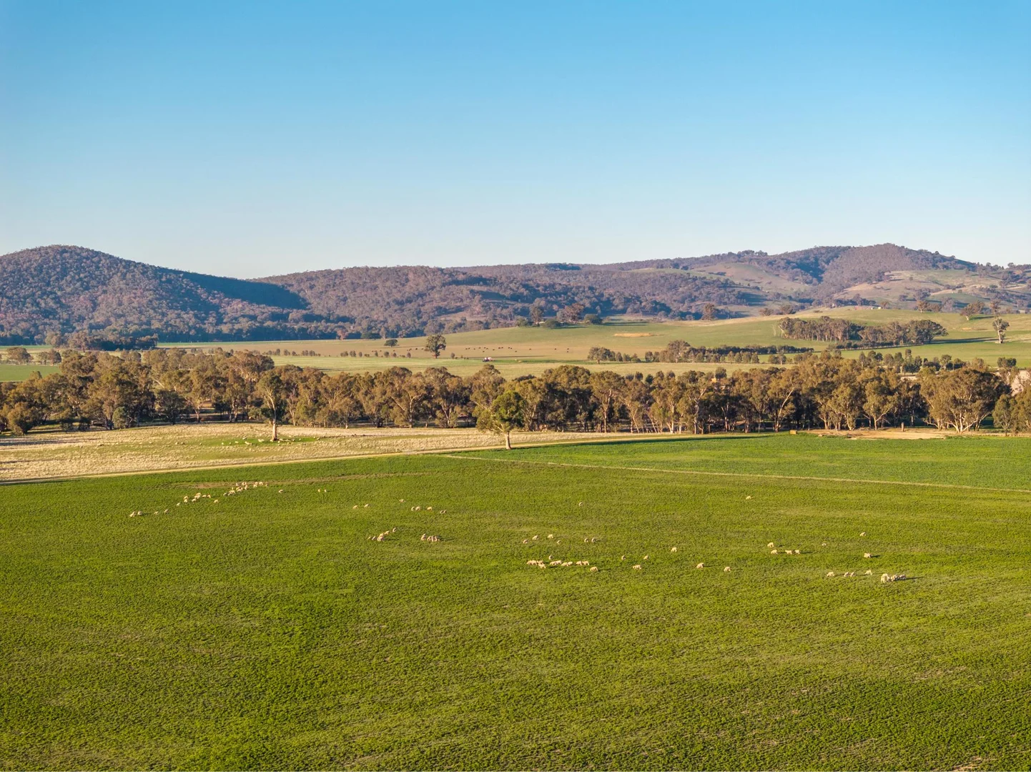 Additional image 20 of 261 Paper Forest Road, Mangoplah NSW 2652