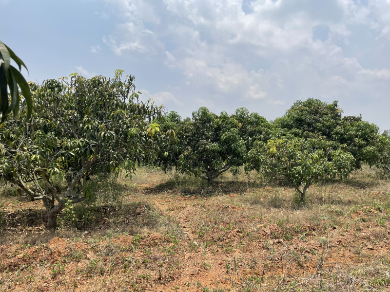 Additional image 2 of Jayapura, Mysore
