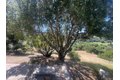Additional image 71 of 22505 Rolling Hills Rd, Saratoga, CA, 95070