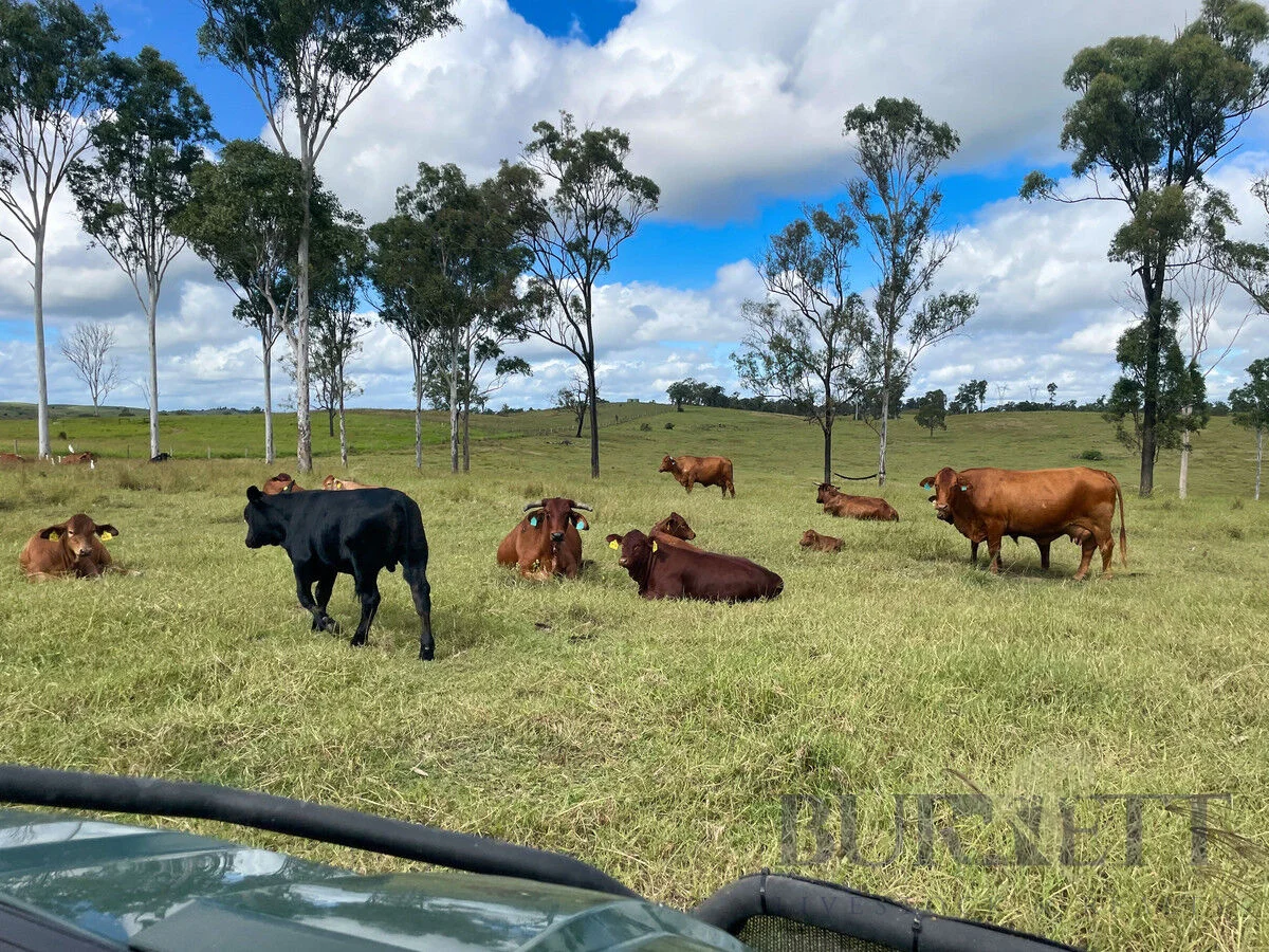 Additional image 4 of 595 Walla Road, Morganville QLD 4671