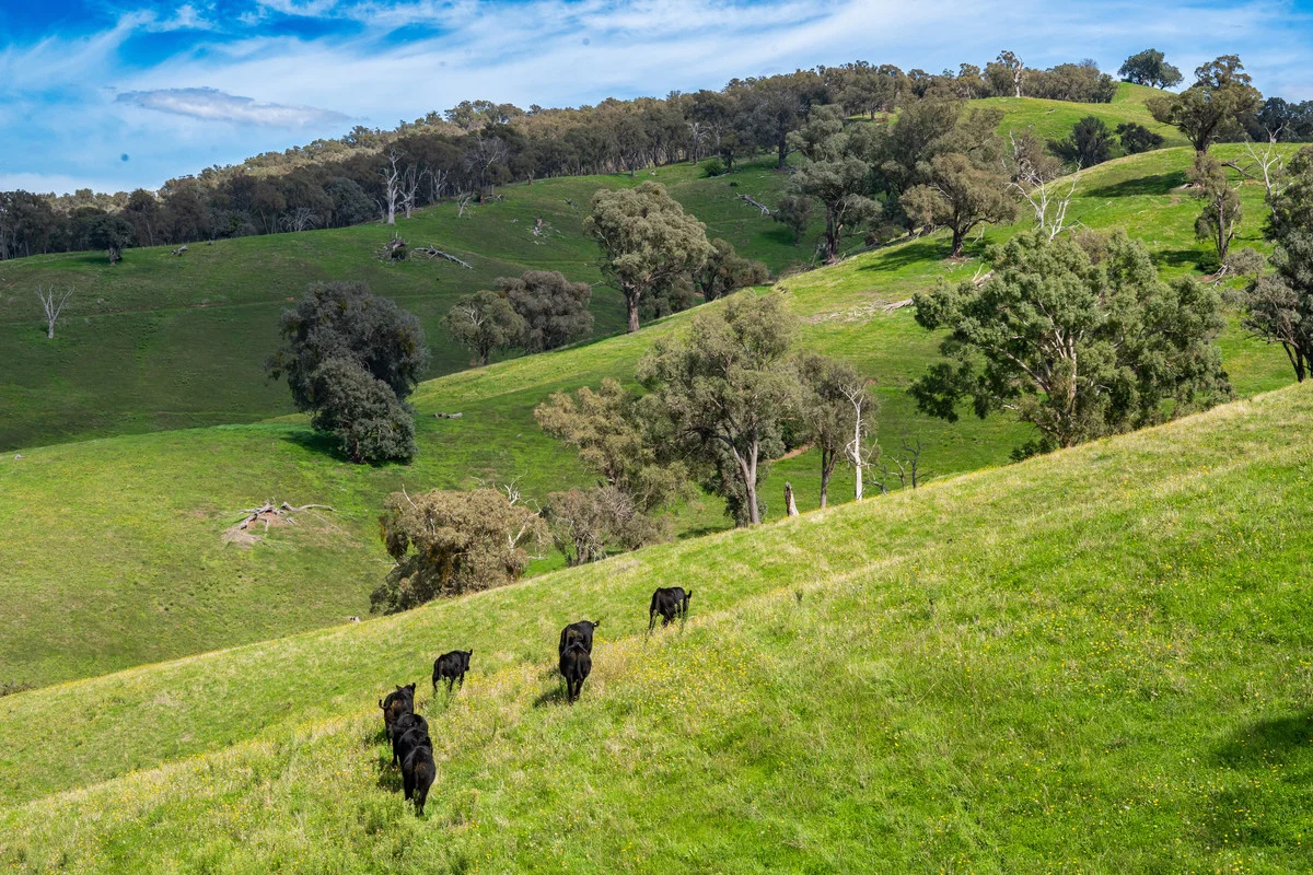 Additional image 18 of Sandy Creek Road, Sandy Creek VIC 3695