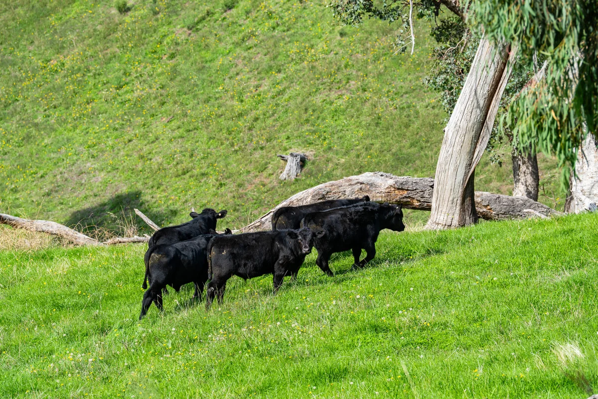 Additional image 4 of Sandy Creek Road, Sandy Creek VIC 3695