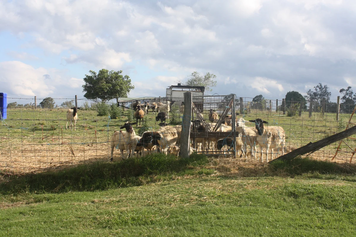 Additional image 30 of 2/49 Diggings Road, Glastonbury QLD 4570