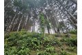 745 Spring Rd, Shelter Cove, CA, 95589 photo 4