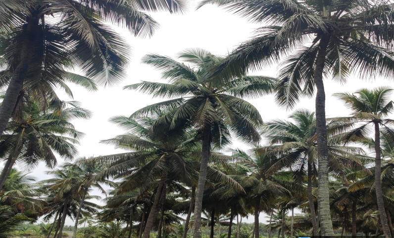 Pollachi, Coimbatore photo 3