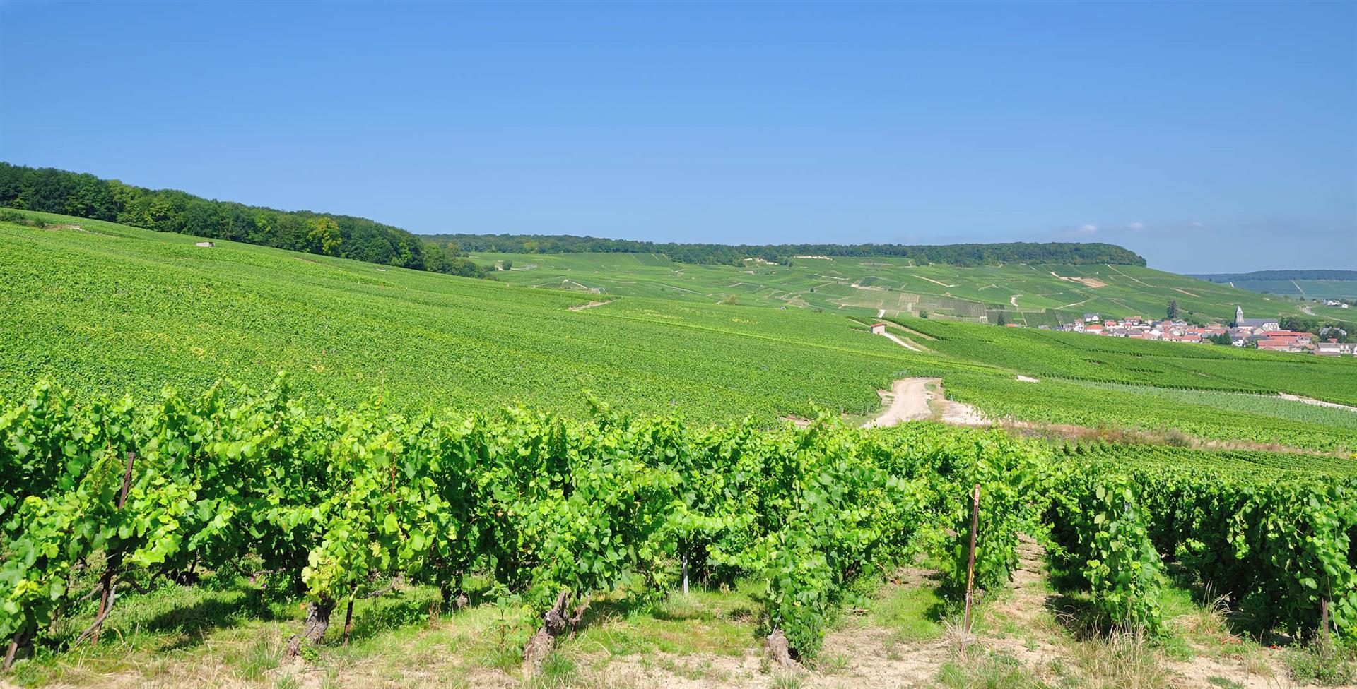 Additional image 2 of Avize (Marne)