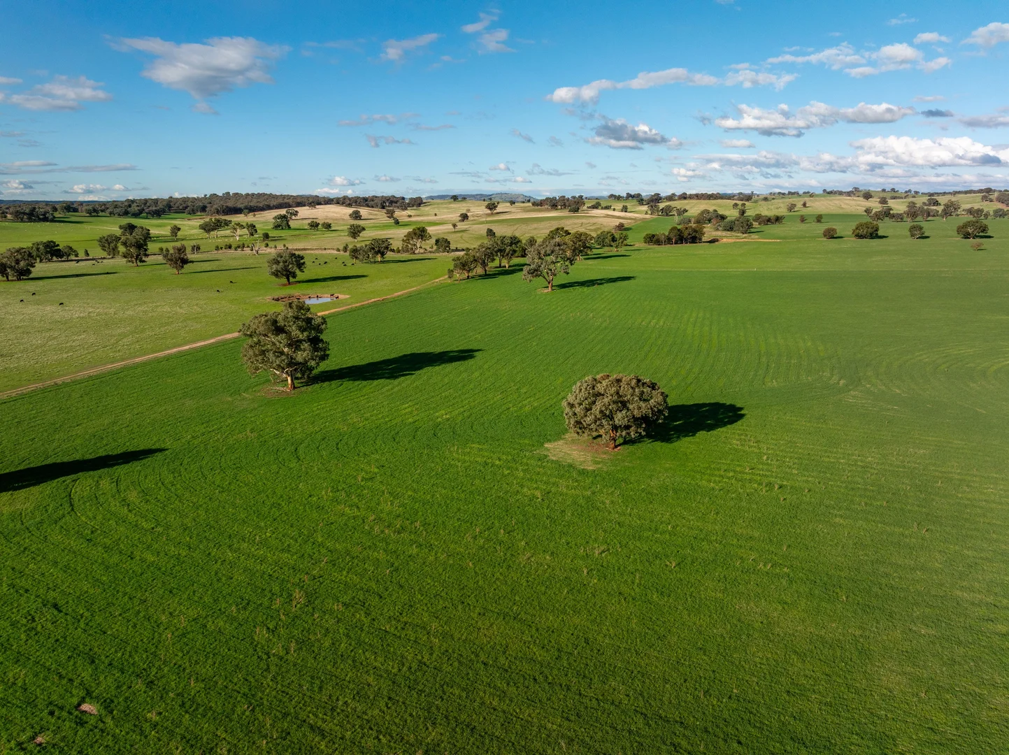 Additional image 17 of "KALOONA" Holbrook Road, Mangoplah NSW 2652