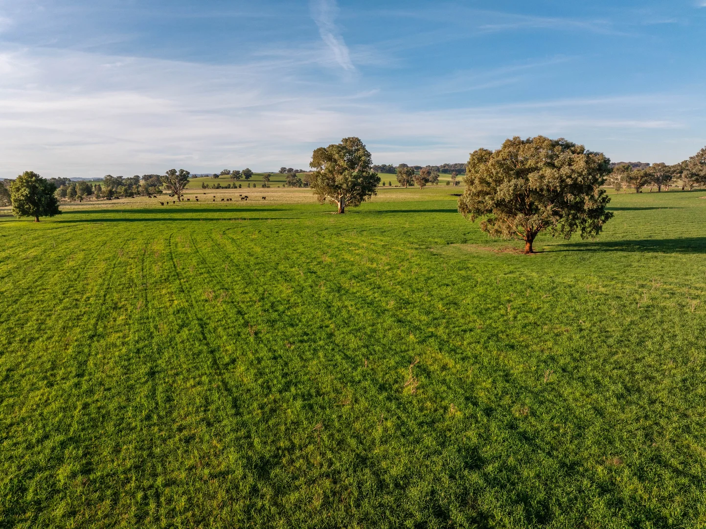 Additional image 14 of "KALOONA" Holbrook Road, Mangoplah NSW 2652