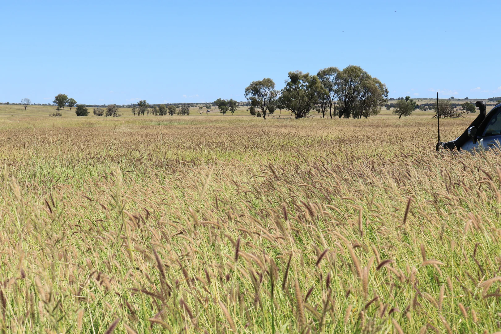 Additional image 36 of 236 Tiger Scrub Road, Roma QLD 4455