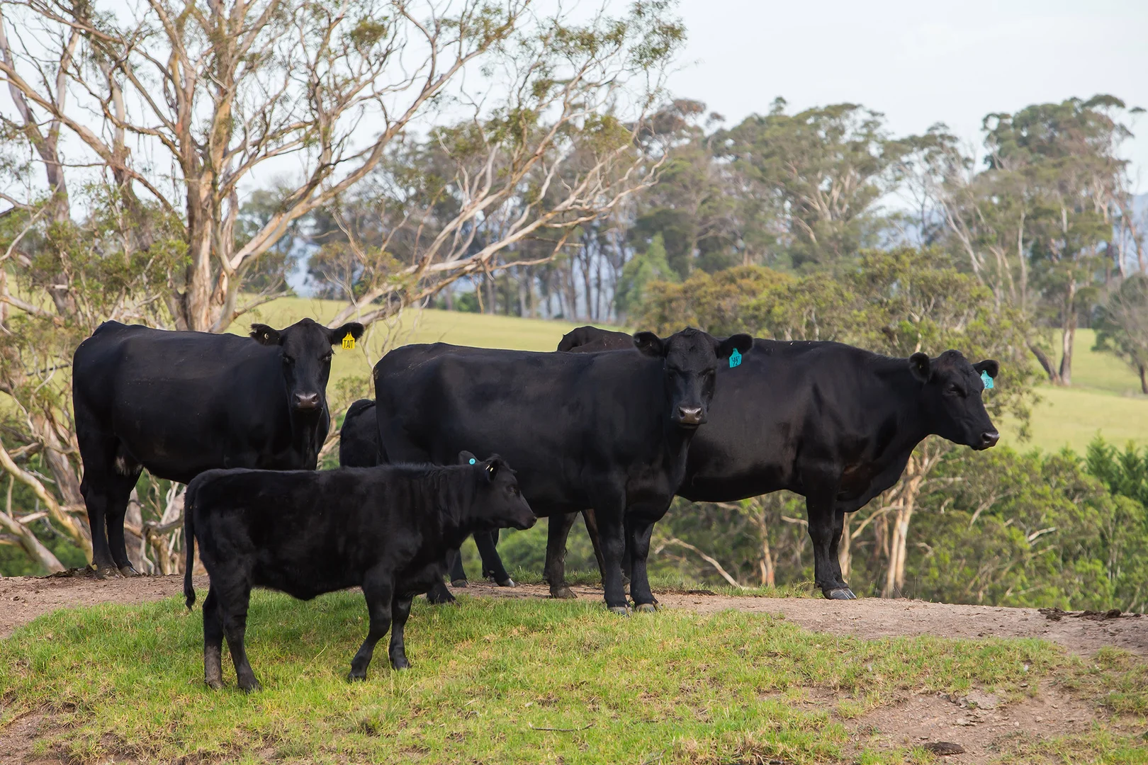 Additional image 23 of 1107 Old Hume Highway, Alpine NSW 2575