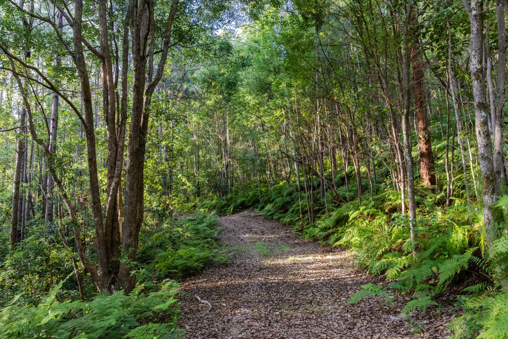 Additional image 12 of Eumundi QLD 4562