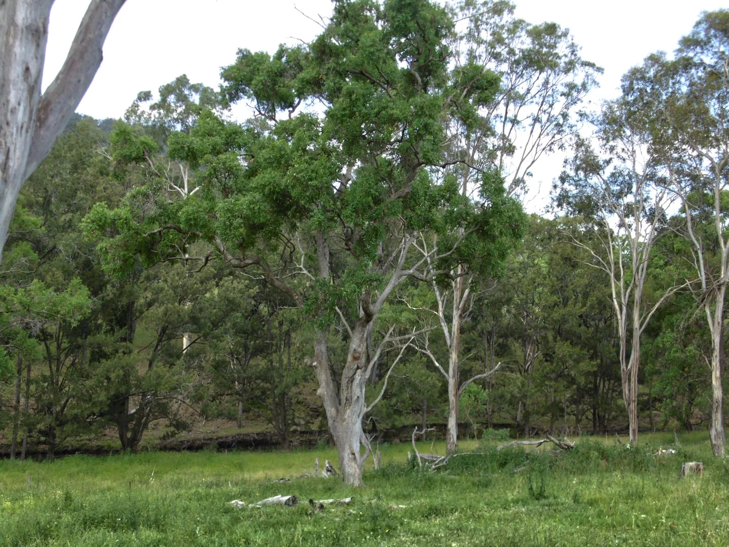 North Branch QLD 4370 photo 3