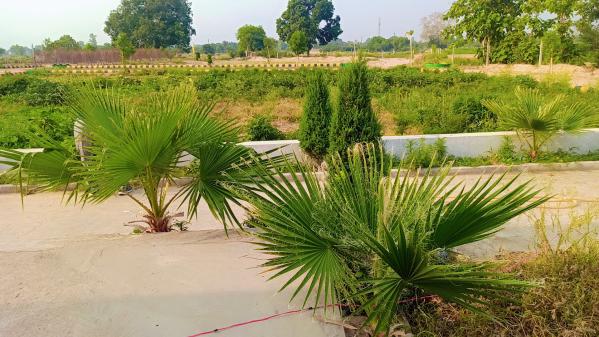 Rahmatnagar, Gosainganj, Lucknow