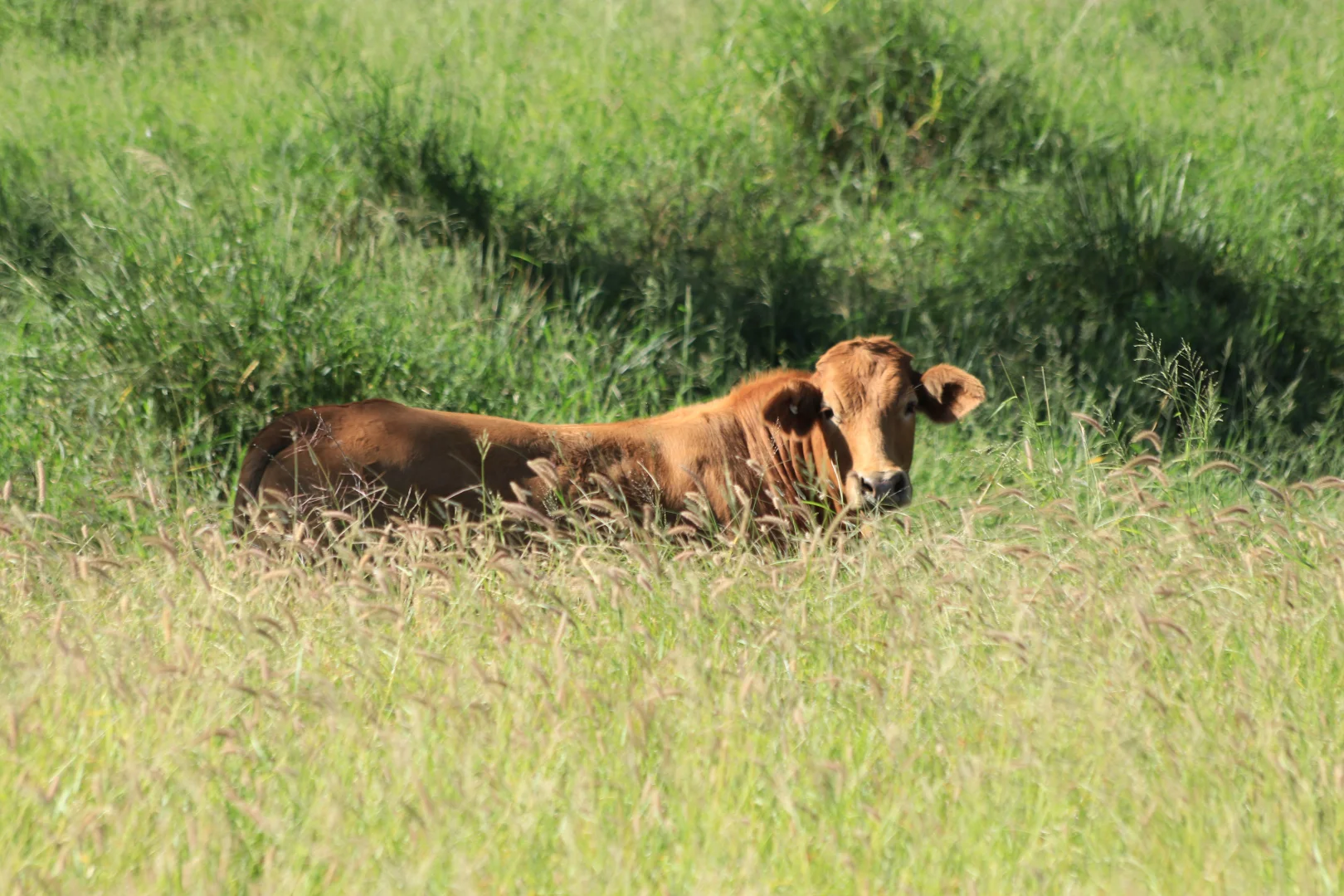 Additional image 11 of 236 Tiger Scrub Road, Roma QLD 4455