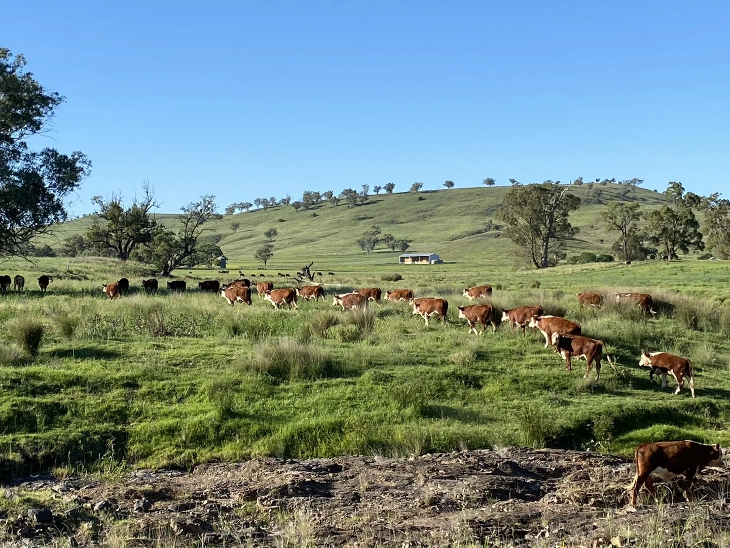 Hillgrove, 2851 Napier Lane, Nombi NSW 2379