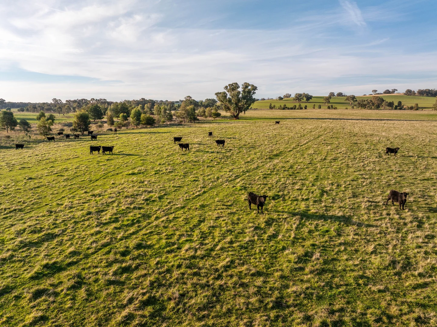 Additional image 24 of "KALOONA" Holbrook Road, Mangoplah NSW 2652