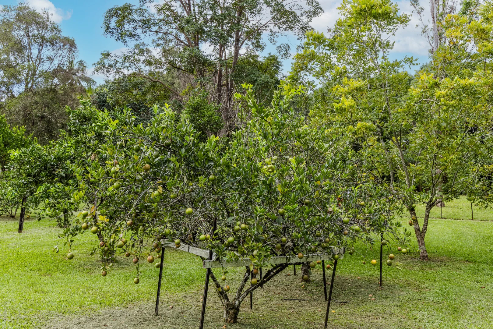 Additional image 10 of 15-31 Neeraway Road, Eerwah Vale QLD 4562
