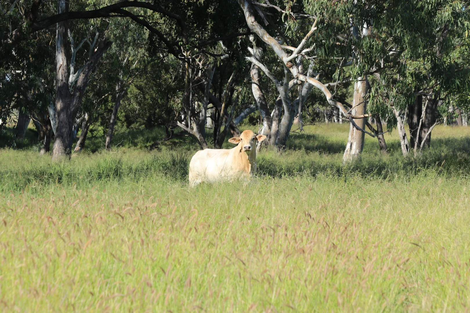 Additional image 12 of 236 Tiger Scrub Road, Roma QLD 4455