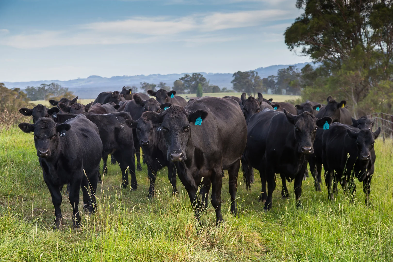 Additional image 6 of 1107 Old Hume Highway, Alpine NSW 2575