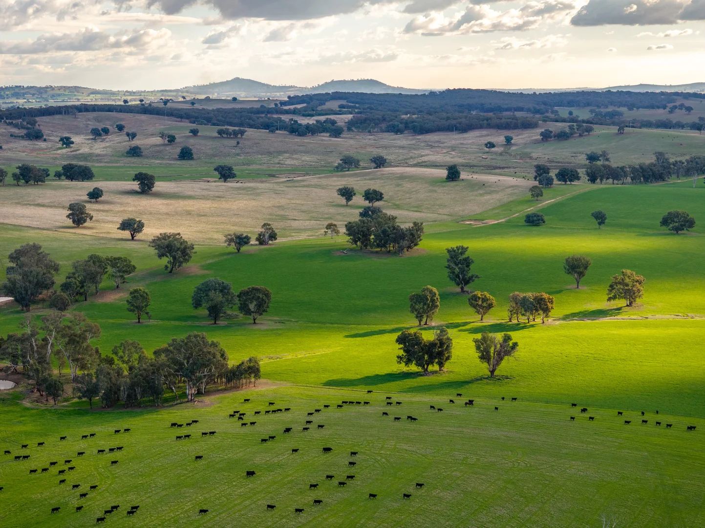 Additional image 6 of "KALOONA" Holbrook Road, Mangoplah NSW 2652