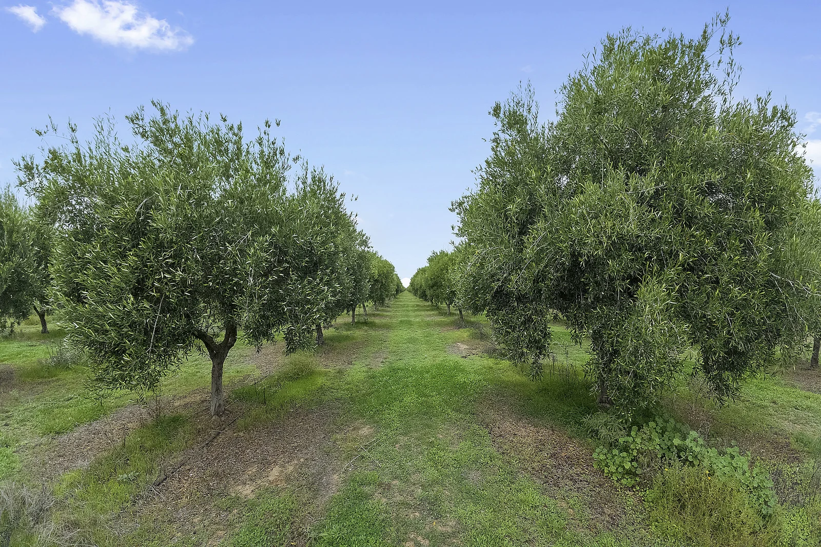 Additional image 10 of . Echuca Serpentine Road, Serpentine VIC 3517