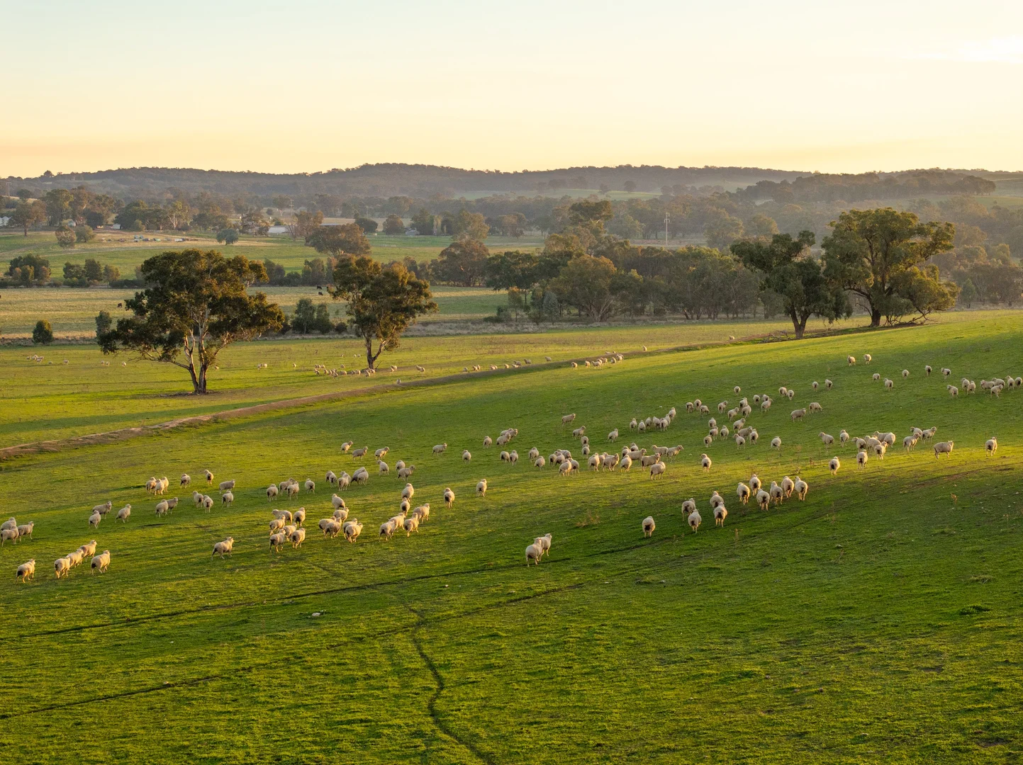 Additional image 8 of "KALOONA" Holbrook Road, Mangoplah NSW 2652