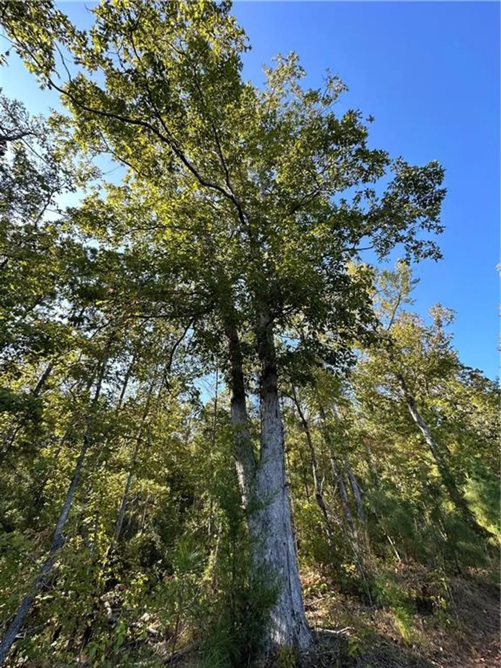 Additional image 10 of Lee Rd 334, Salem, AL 36874
