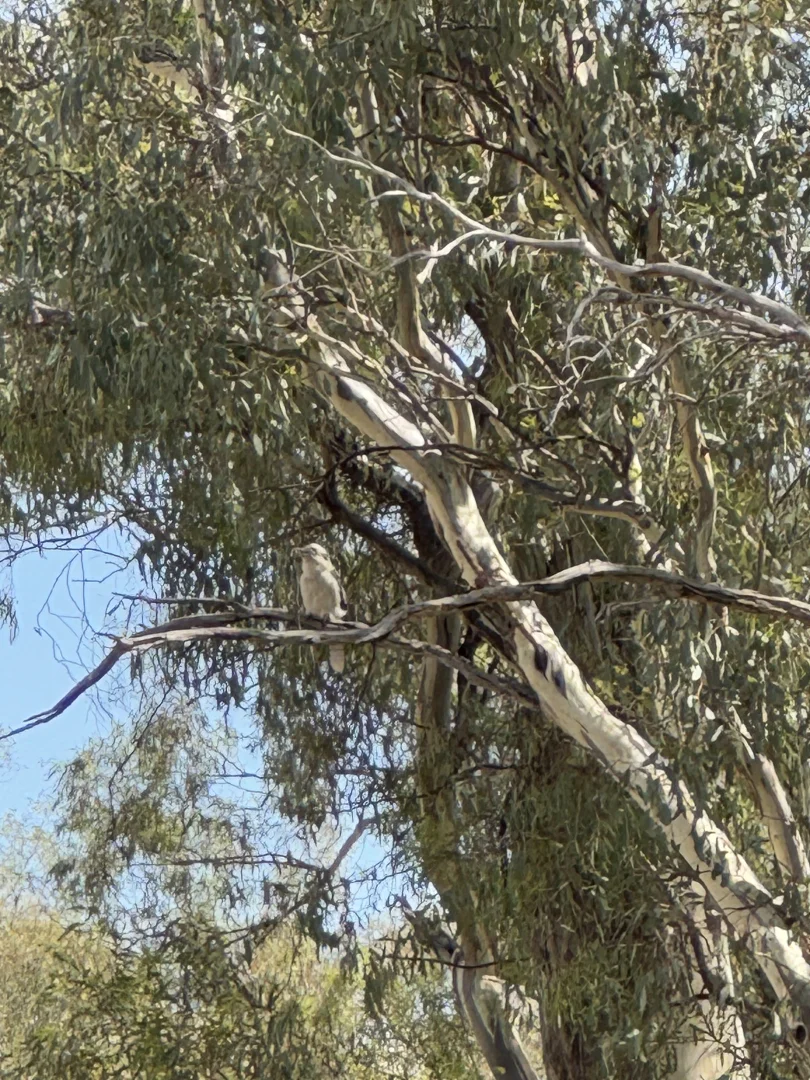 Additional image 9 of 20 Cable Street, Canowindra NSW 2804