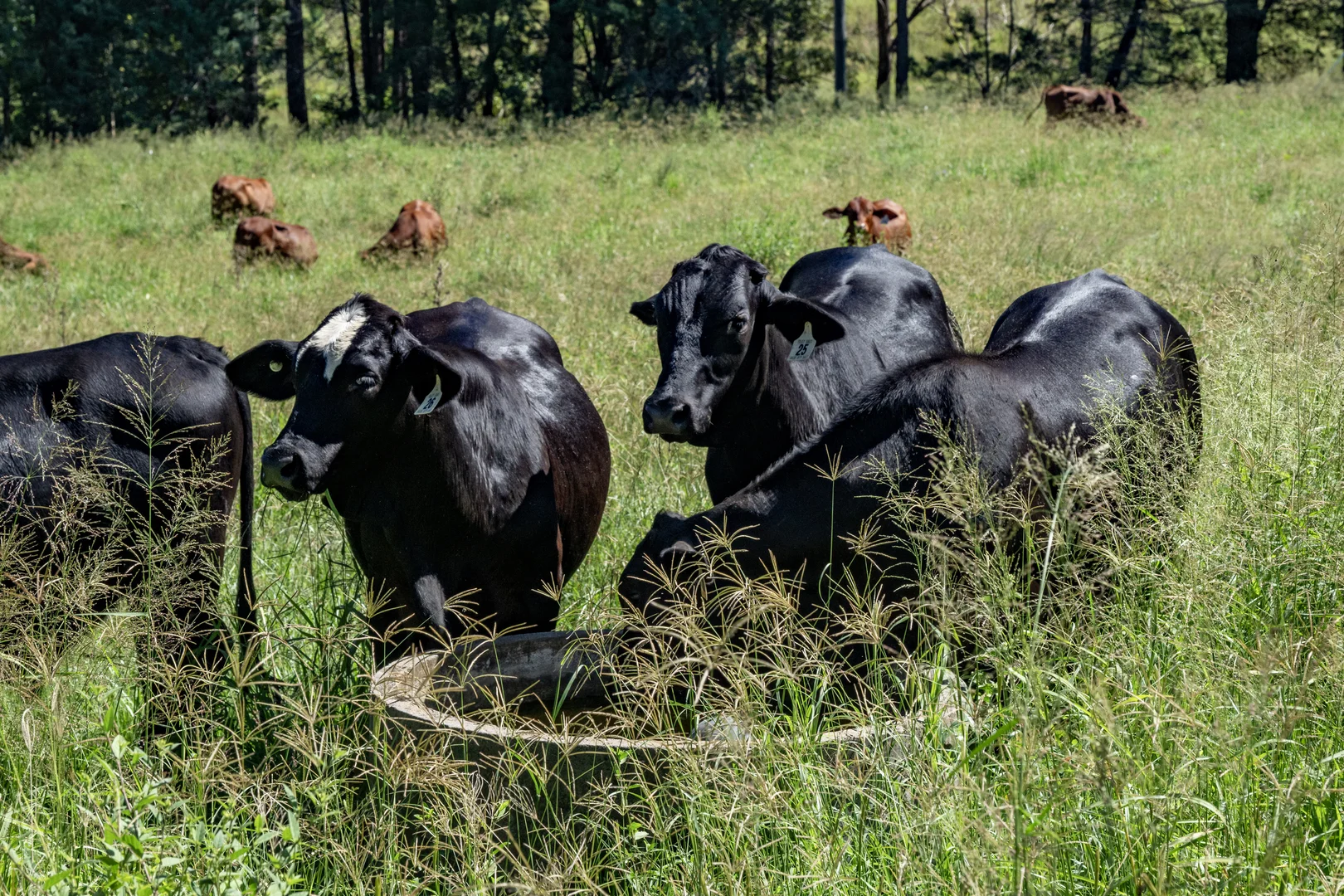 Additional image 13 of 55 Jerry Creek Road, Langshaw QLD 4570