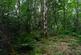 Additional image 3 of Adhamh Wood (just under 4 and a quarter acres), Benderloch, Oban, Argyle & Bute PA37