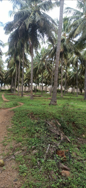 Pollachi, Coimbatore photo 3