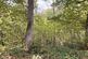 Additional image 17 of Brilley Wood (about 5 and a half acres), Whitney-on-Wye, Hay-on-Wye, Herefordshire HR3