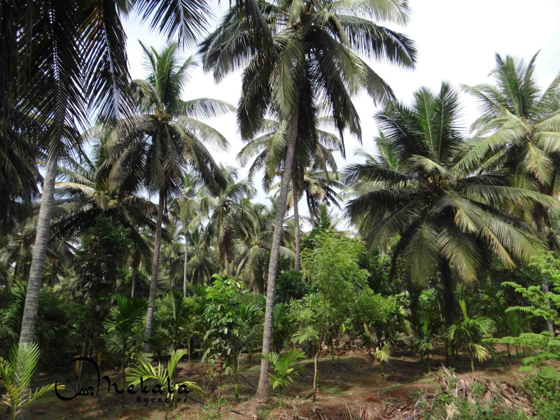 Thirumalayampalayam, Coimbatore
