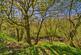 Additional image 56 of Ceoletive, North Connel, by Oban, Argyll