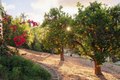 Additional image 31 of 18136 Via Ascenso, Rancho Santa Fe, CA, 92067