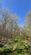 Additional image 21 of Chiffchaff Wood (6 and a half acres), Whitney-on-Wye, Hay-on-Wye, Herefordshire HR3