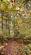 Additional image 11 of Brilley Wood (about 5 and a half acres), Whitney-on-Wye, Hay-on-Wye, Herefordshire HR3