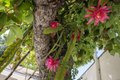 Additional image 12 of 6375 Adelaide Pl, Los Angeles, CA, 90042