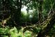 Mungo Wood, Benderloch, Oban, Argyle & Bute PA37