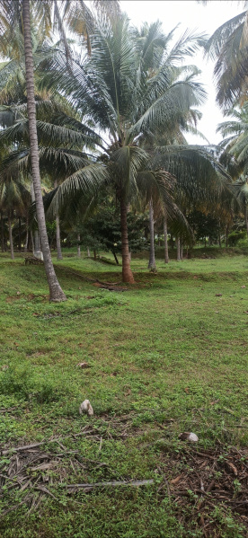 Pollachi, Coimbatore photo 2