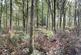 Additional image 11 of Chiffchaff Wood (6 and a half acres), Whitney-on-Wye, Hay-on-Wye, Herefordshire HR3