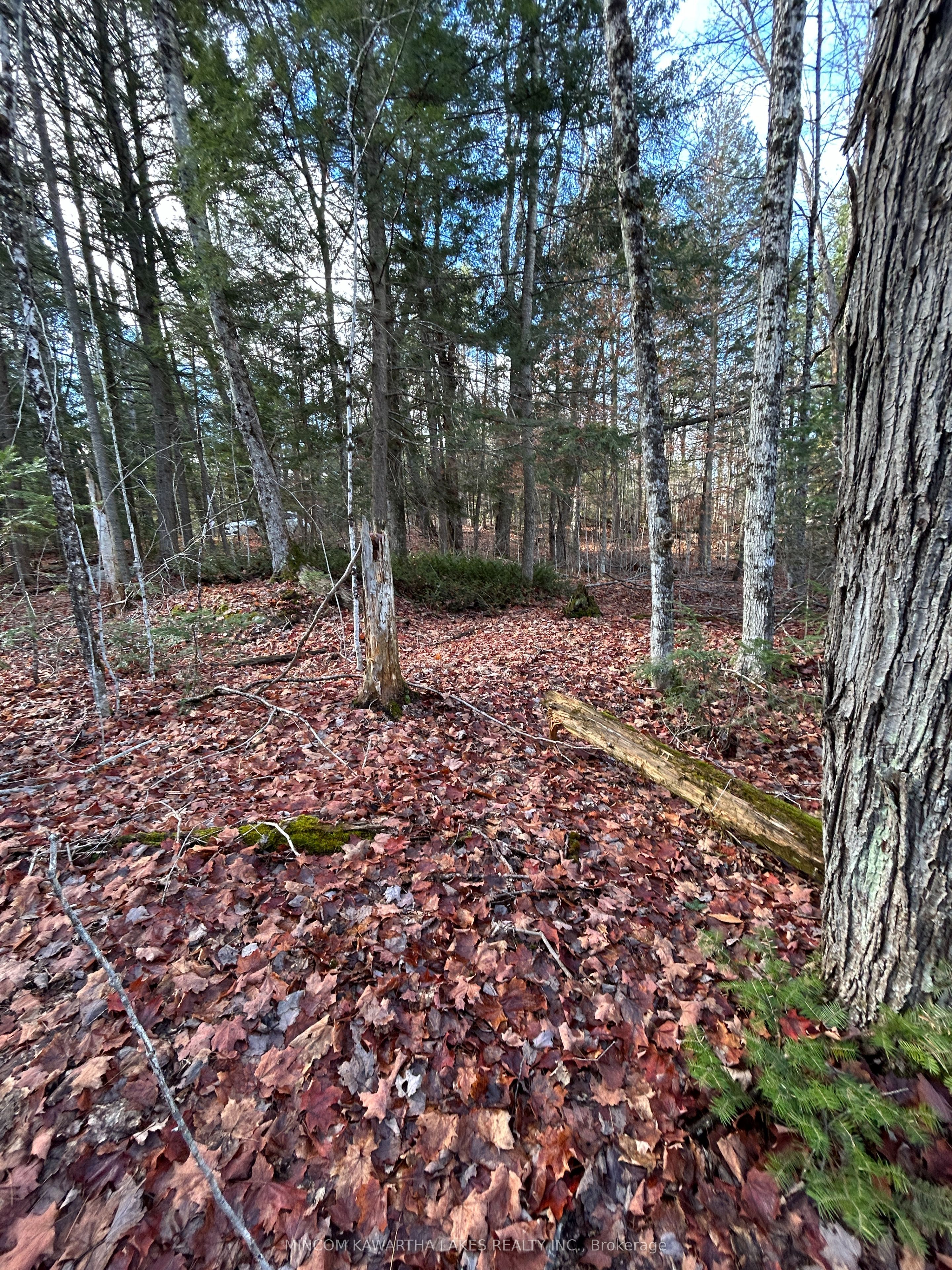 Additional image 2 of 0 Mill Lake Road, North Kawartha, ON, K0L 1A0