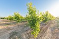 Additional image 37 of 21978 Avenue 144, Porterville, CA, 93257