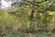 Additional image 14 of Brilley Wood (about 5 and a half acres), Whitney-on-Wye, Hay-on-Wye, Herefordshire HR3