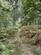 Additional image 22 of Chiffchaff Wood (6 and a half acres), Whitney-on-Wye, Hay-on-Wye, Herefordshire HR3