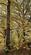 Additional image 16 of Brilley Wood (about 5 and a half acres), Whitney-on-Wye, Hay-on-Wye, Herefordshire HR3